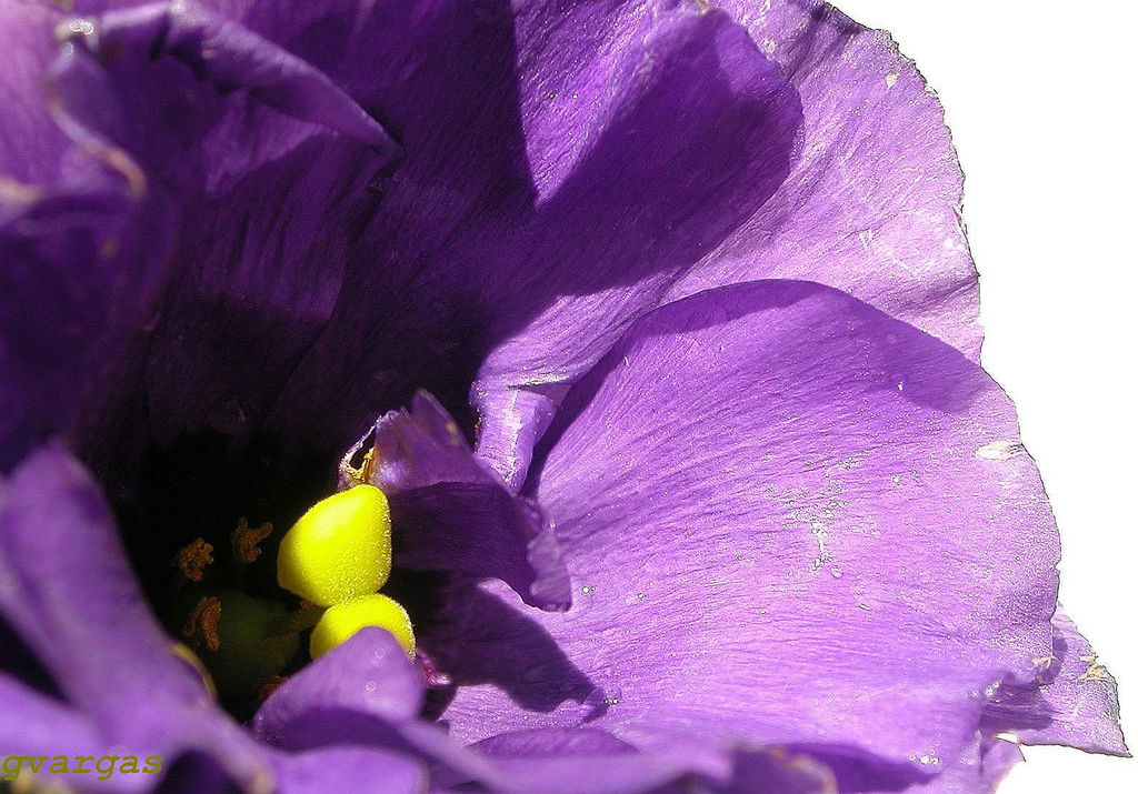 ایستوما گرندیفلوروم